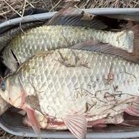 春钓选竿指南：为何4.5米与5.4米是最佳尺寸