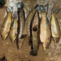 鱼竿与鱼线搭配指南：核心原则、鱼种适配与参数对照