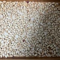 又香又脆的花生薄脆（消耗花生神器）