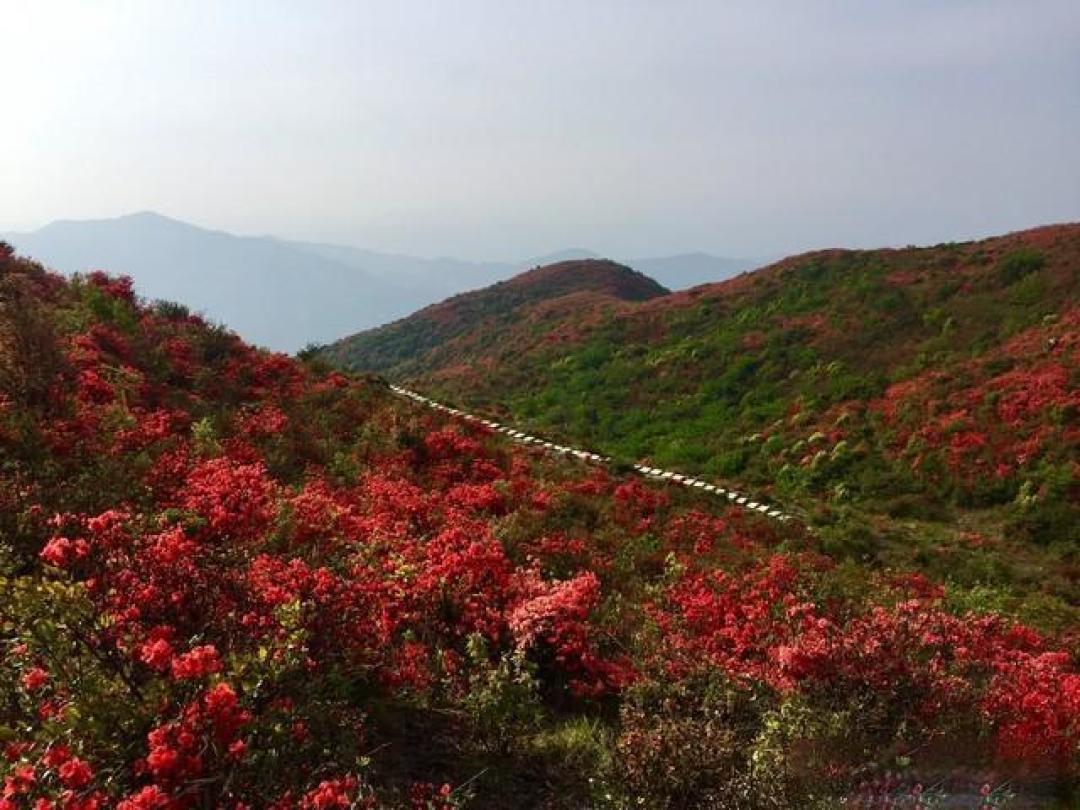 别只知道樱花了！四月去龟峰山，看十万亩野生杜鹃燃遍山野