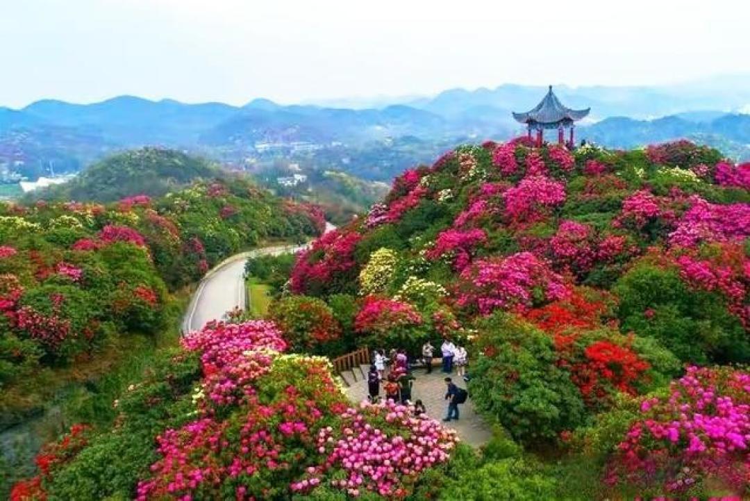 别只知道樱花了！四月去龟峰山，看十万亩野生杜鹃燃遍山野