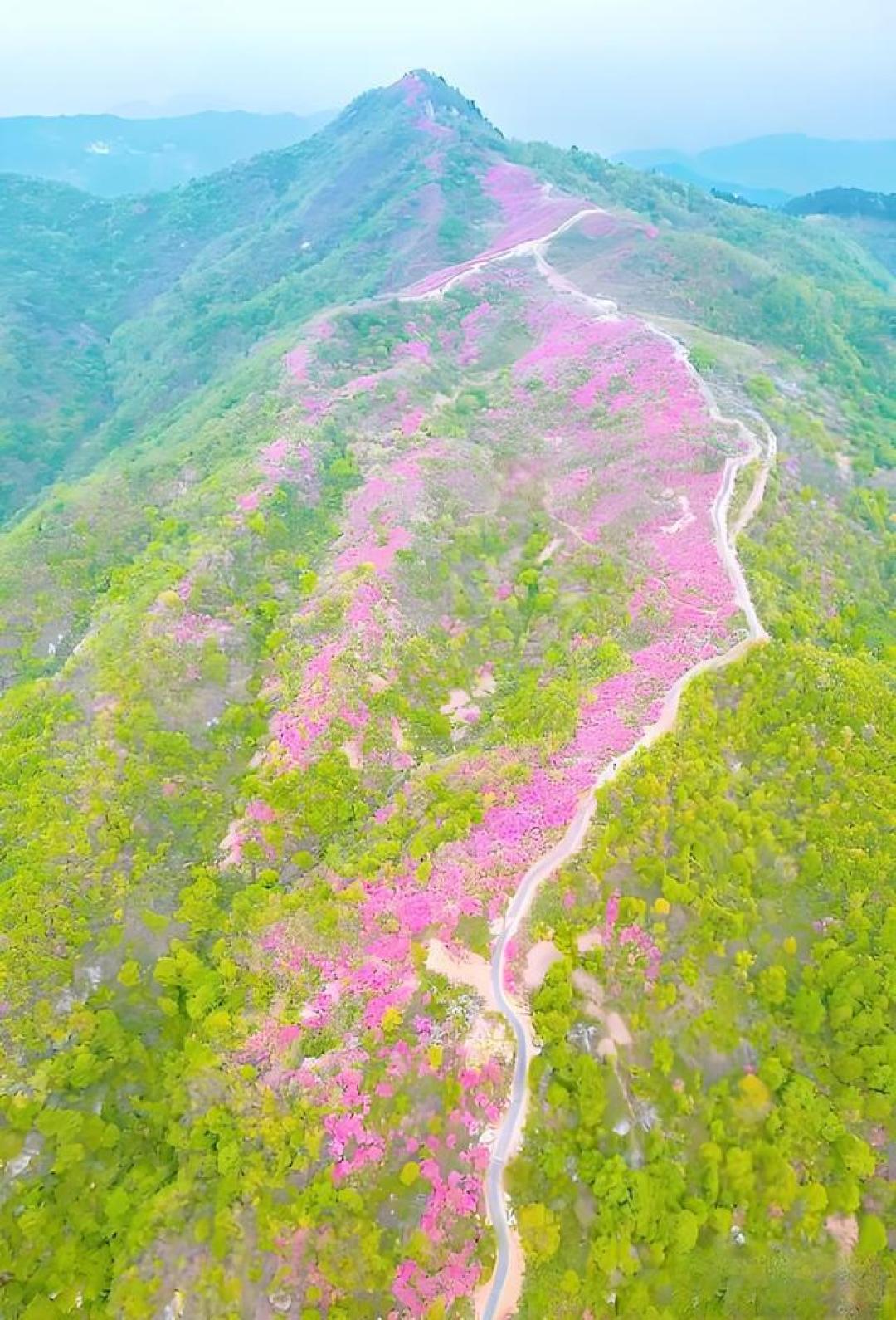 别只知道樱花了！四月去龟峰山，看十万亩野生杜鹃燃遍山野