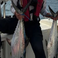 新手来庙湾海钓，中了两条11斤多的朝鲜马鲛，当地人又称扁鲛。