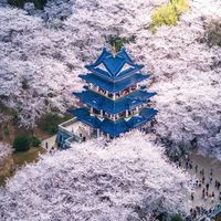 2026年无锡鼋头渚樱花盛花期确认：4月2日全面进入最佳观赏期，夜樱延长至4月6日