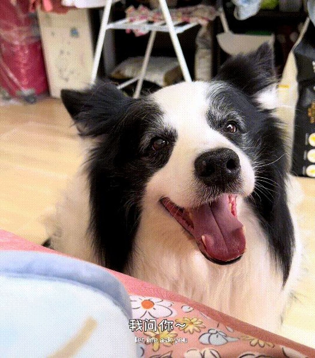 边牧的鬼点子生成中：从栽赃嫁祸到劝架，心眼比你还多
