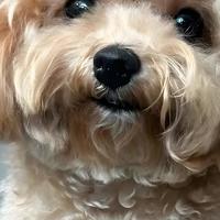 鸭肉梨狗粮怎么选？优质鸭肉梨狗粮品牌推荐