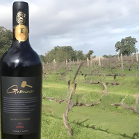 果香味好的的葡萄酒推荐