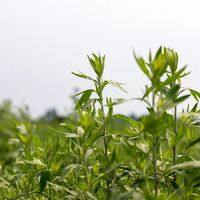 艾草泡脚对虚寒体质有效，但用错反而伤身