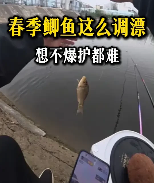 春季野钓鲫鱼调漂与实战策略解析