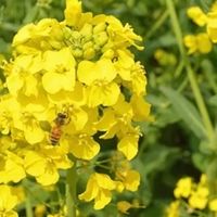 蜂蜜怎么选才正宗？10款口碑好蜜盘点，送长辈朋友参考