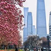 威子实拍｜北京一条路线5大赏花地，一个比一个美