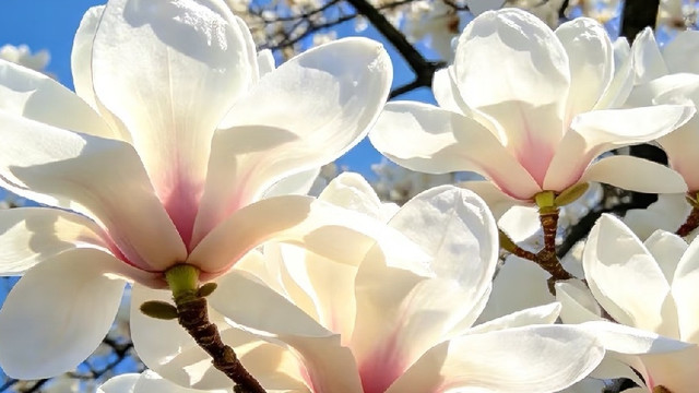 京城春日限定｜除了人挤人的赏花，这3种小众玩法才叫“会玩”！