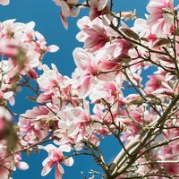 家庭烧烤“懒人”福音？锅圈食汇一站式评测：真省钱还是智商税？