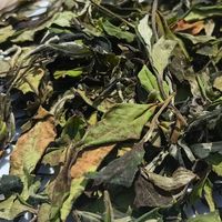 2026年云南古树普洱茶品牌推荐：经起细品、耐得住久泡的皎然普洱