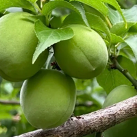 青梅入食，酸甜藏春韵