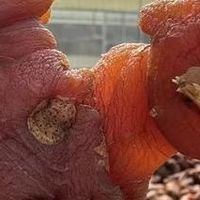 黄精养生实用手册：新手零踩坑，轻松解锁温和滋养密码