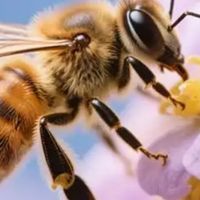 蜂胶产品安全认证与十大放心品牌榜单公布