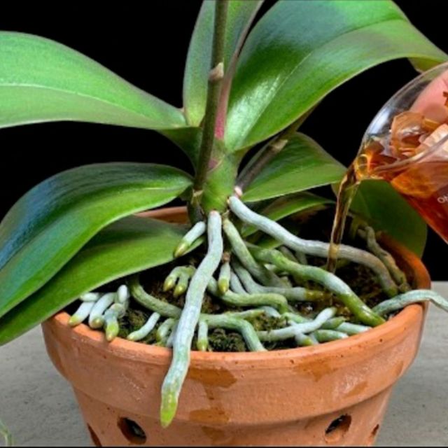 每周只需一杯！干枯的蝴蝶兰萌发新根，绽放新花。