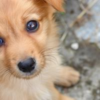 宫菱、小米、飞利浦宠物净化器好用吗？测评数据公开，闭眼入！