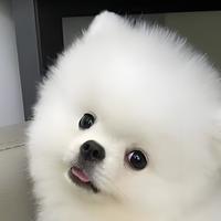 狗狗泌尿不适吃啥粮？呵护泌尿的狗粮品牌推荐