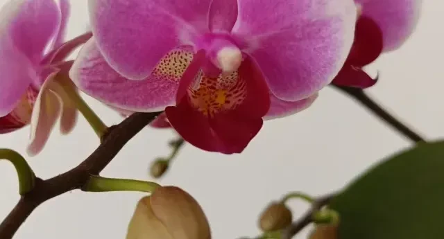 蝴蝶兰死活不出花梗？别等了！做好这3件事，嗖嗖窜出来