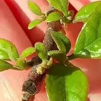 三角梅冒新芽，做好这5步，新芽壮、花苞多，轻松开成“大花球”