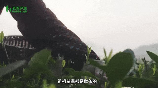 一万一斤?西湖龙井凭什么这么贵!