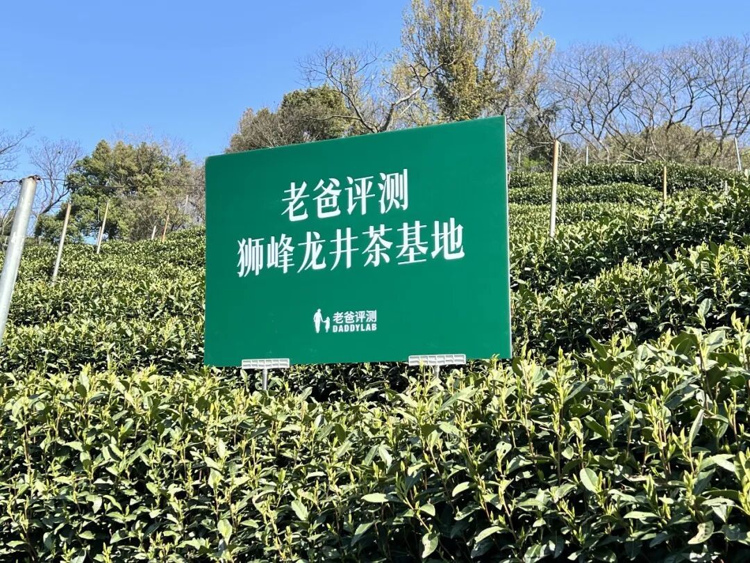 一万一斤?西湖龙井凭什么这么贵!