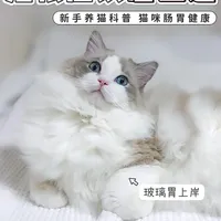 养猫人必看！猫粮怎么选+换粮全攻略✨