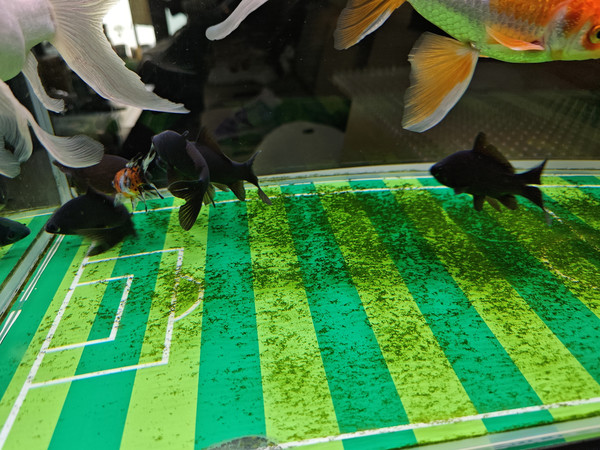 春天了，补点鱼，妆点一下