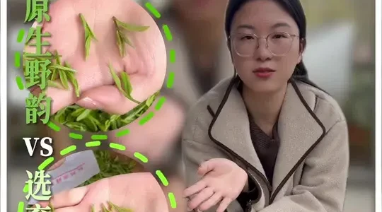 西湖龙井43号与群体种的核心区别解析