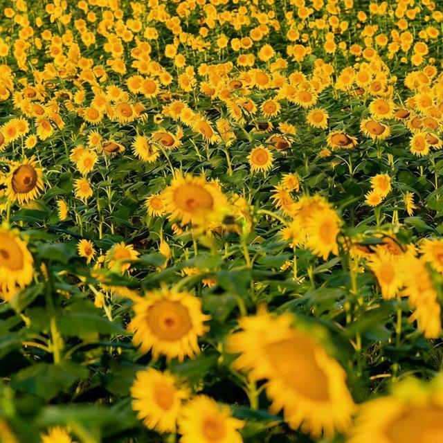 呼市3-10月赏花全攻略🌸本地人整理不踩雷