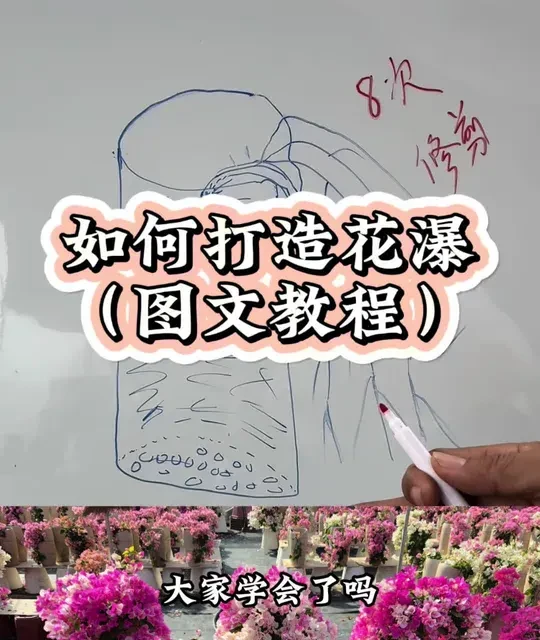 三角梅花瀑养成指南：从选品到修剪全流程解析
