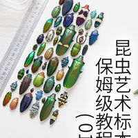 超低成本设计属于你的昆虫艺术标本