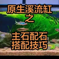 原生溪流缸造景主石摆放与配石法则