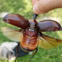 卡布达独角仙全生命周期饲养指南