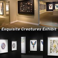 西雅图Exquisite Creatures精美生物展7️⃣折