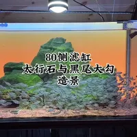 80×40×40侧滤缸造景与黑尾大勾群游维护要点