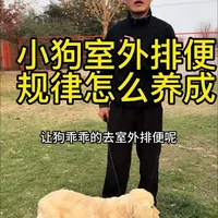 小狗室外排便训练指南：从准备到执行的完整流程