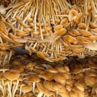 金针菇塞牙？科学家出手了，新品种脆度翻倍！网友表示：刚需~