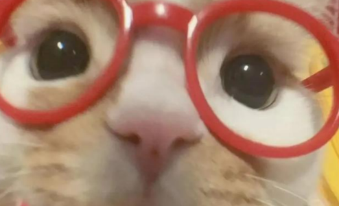 宠物空气净化器哪个牌子好？想吸猫毛速看2026春季十大排名测评