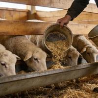 羊拉稀不一定是病：从老李的教训看养殖诊断思维升级