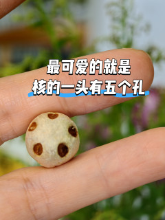 大名鼎鼎的酸枣原来是这个样子的，吃完还可以变成手串?！