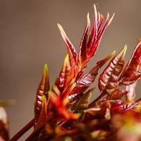 4月，吃“春菜”就选这10样！营养，好吃，还便宜，错过再等一年