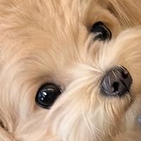 狗狗肥胖难减？换对低脂狗粮，健康减脂超安心！