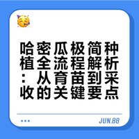 哈密瓜极简种植全流程解析:从育苗到采收的关键要点