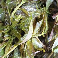 除了做饼，香椿还能怎么吃？