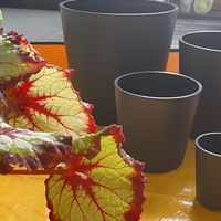 植物状态不好？那就给它换个盆！