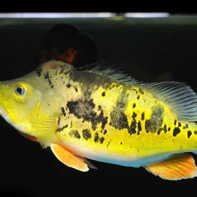 你家鱼缸根本养不活的5种鱼，新手买回去等于送命