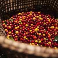 别再被“SOE”忽悠了：四招教你避开高价低质的手冲咖啡豆陷阱